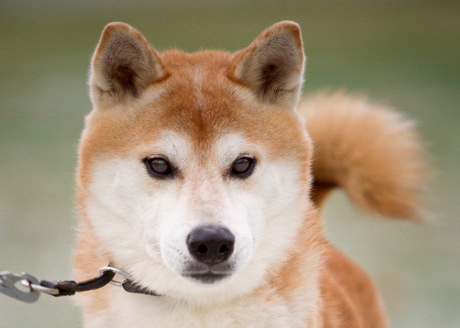 Kimmo