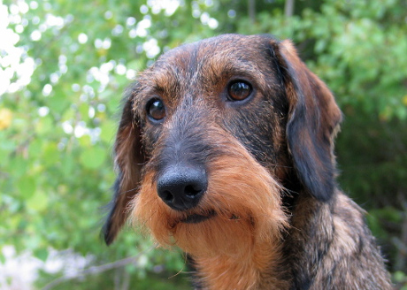 Ossi